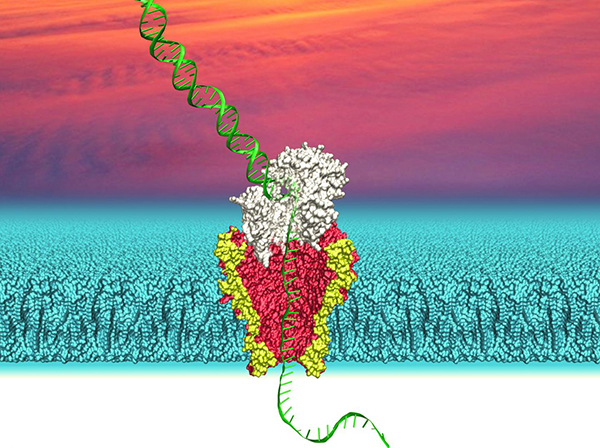Nanopore proteins