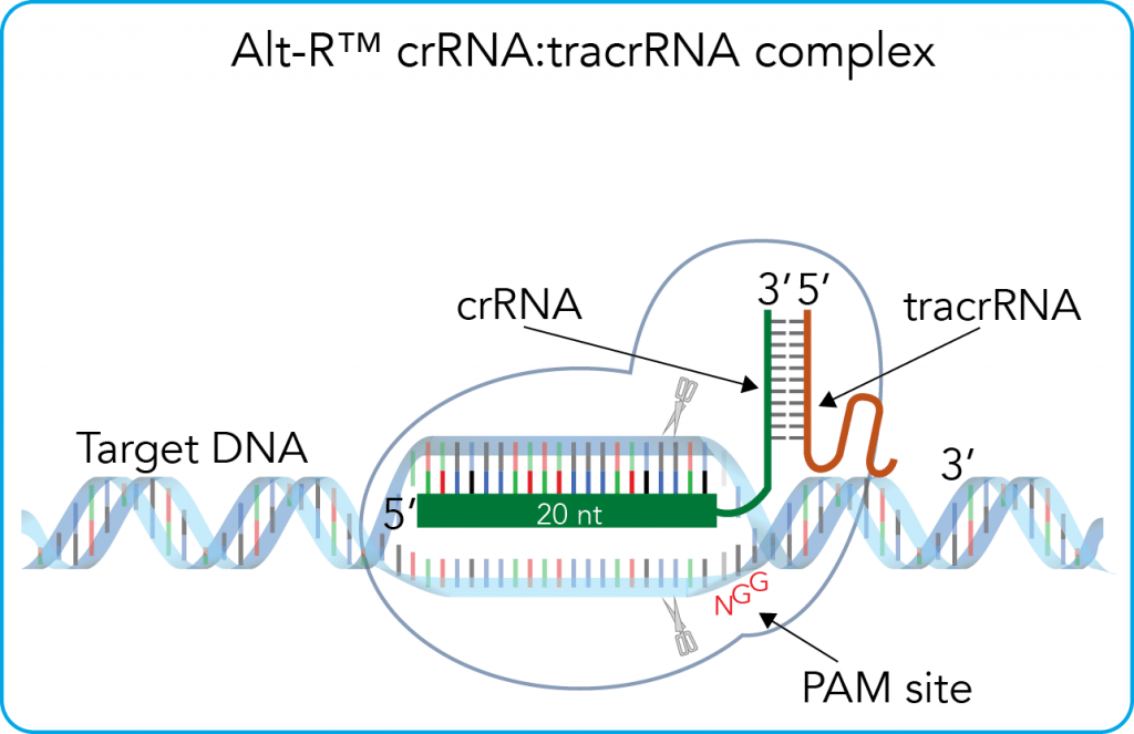 2-part-rna-illustration