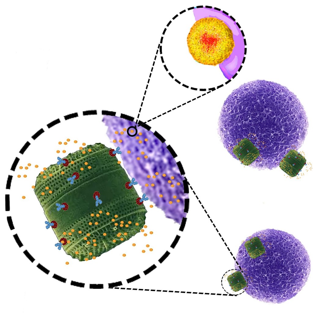 Algae-cancer-drugs_Nature-Communications_image_1