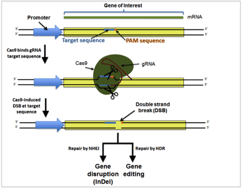 CRISPR-geneofinterest