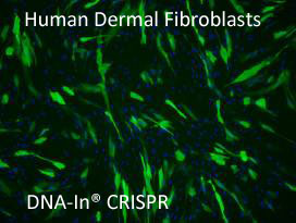 Dermal-Fibroblasts-DNA-In-CRISPR