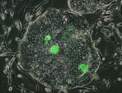 Naive-stem-cells-e1413382751255
