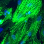 Biomaterial transform stem cells
