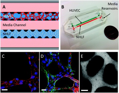 microfluidic vascular structure