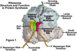 ribosomesfigure1