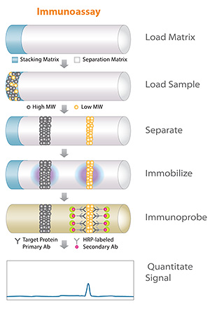 ps_sw_size_charge_protein_assays_immunoassay