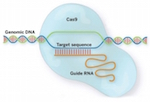 Cas9 mediated gene editing