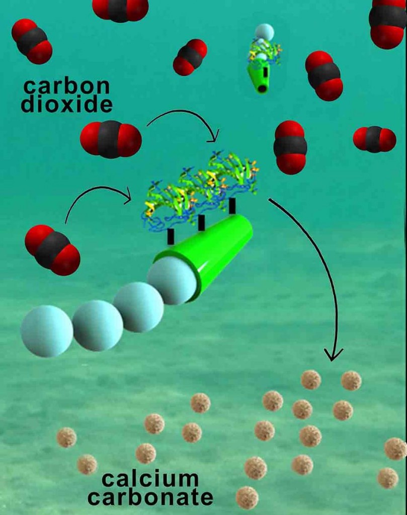 Cartoon-of-CO2-micromotor(2)