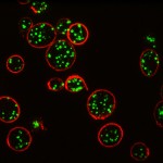 SIM image of platelets. Professor Dan Cutler, UCL