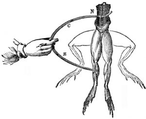 Galvani-frogs-legs-electricity
